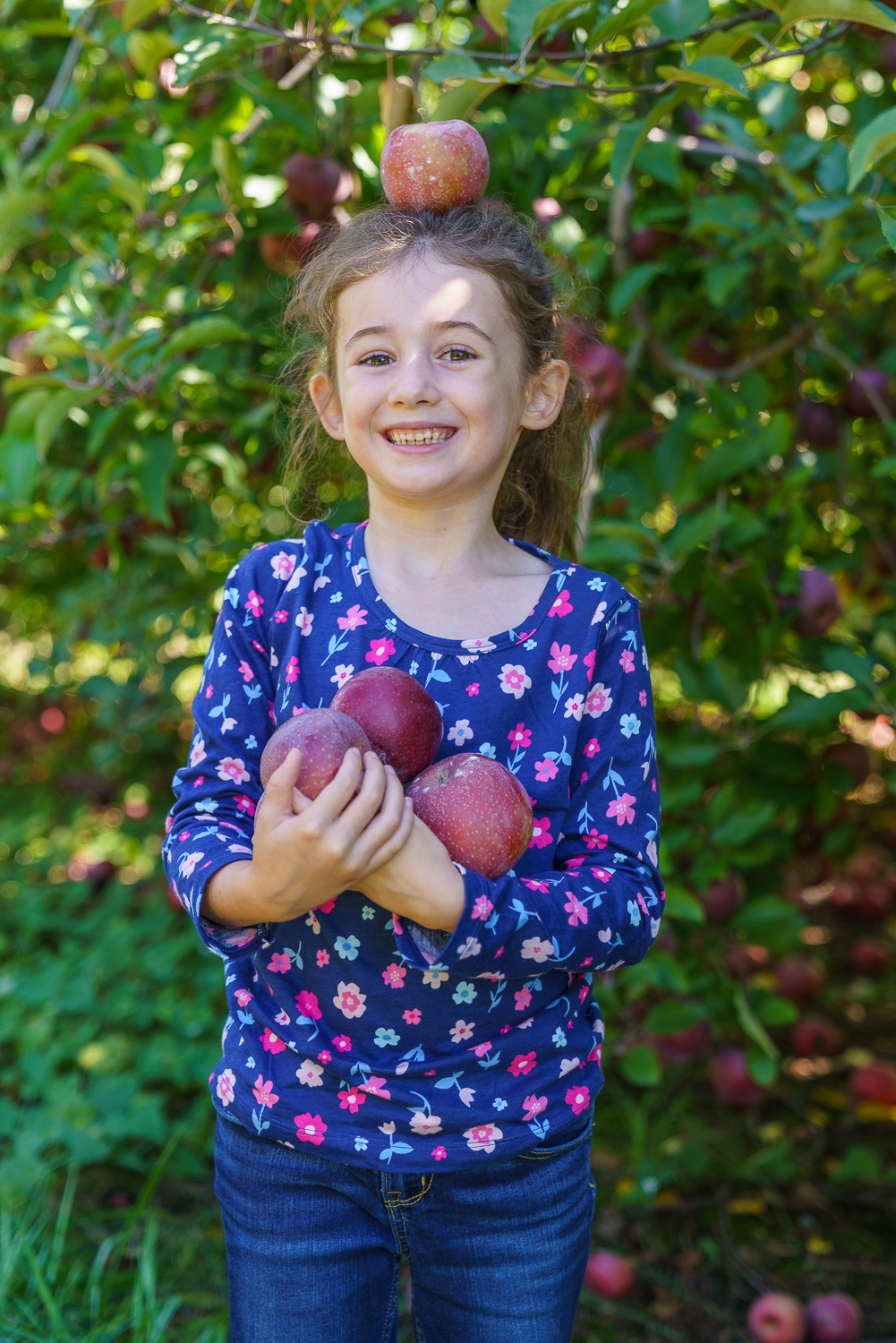Apple Picking in the North Mountains